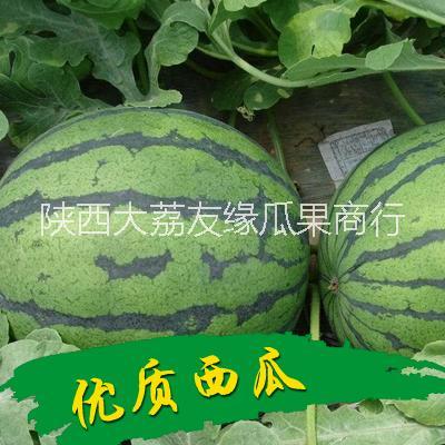 5月份大棚西瓜供应陕西大荔县价格