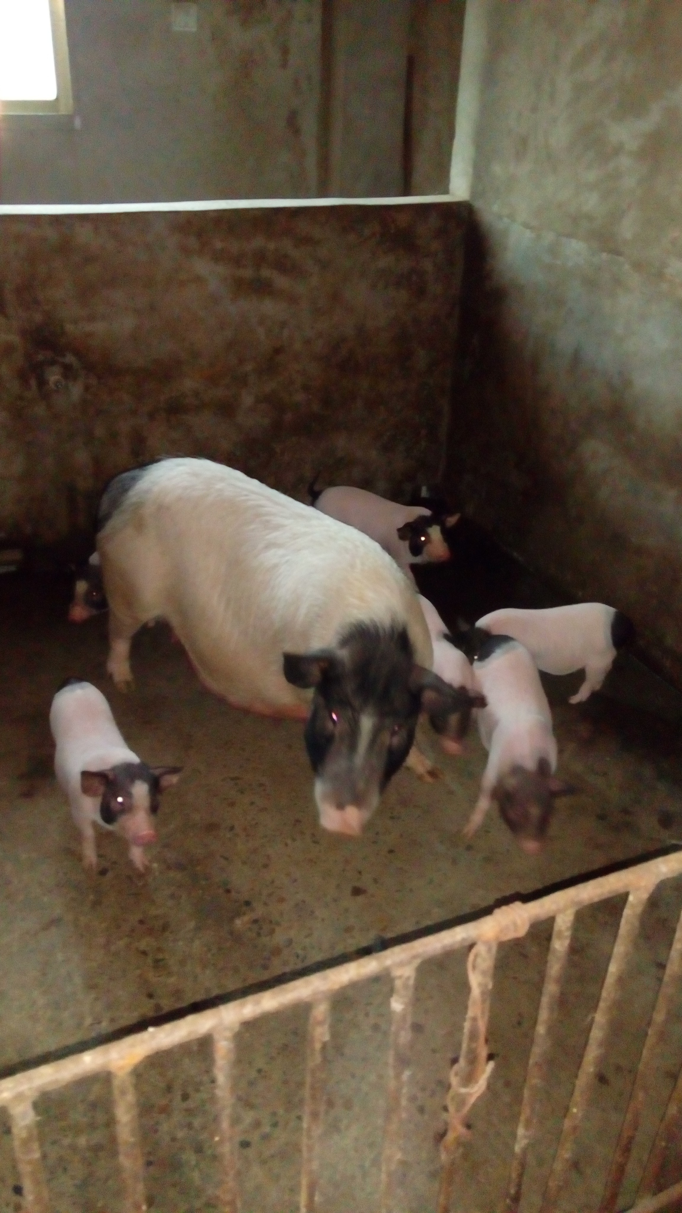 益阳市巴马香猪厂家