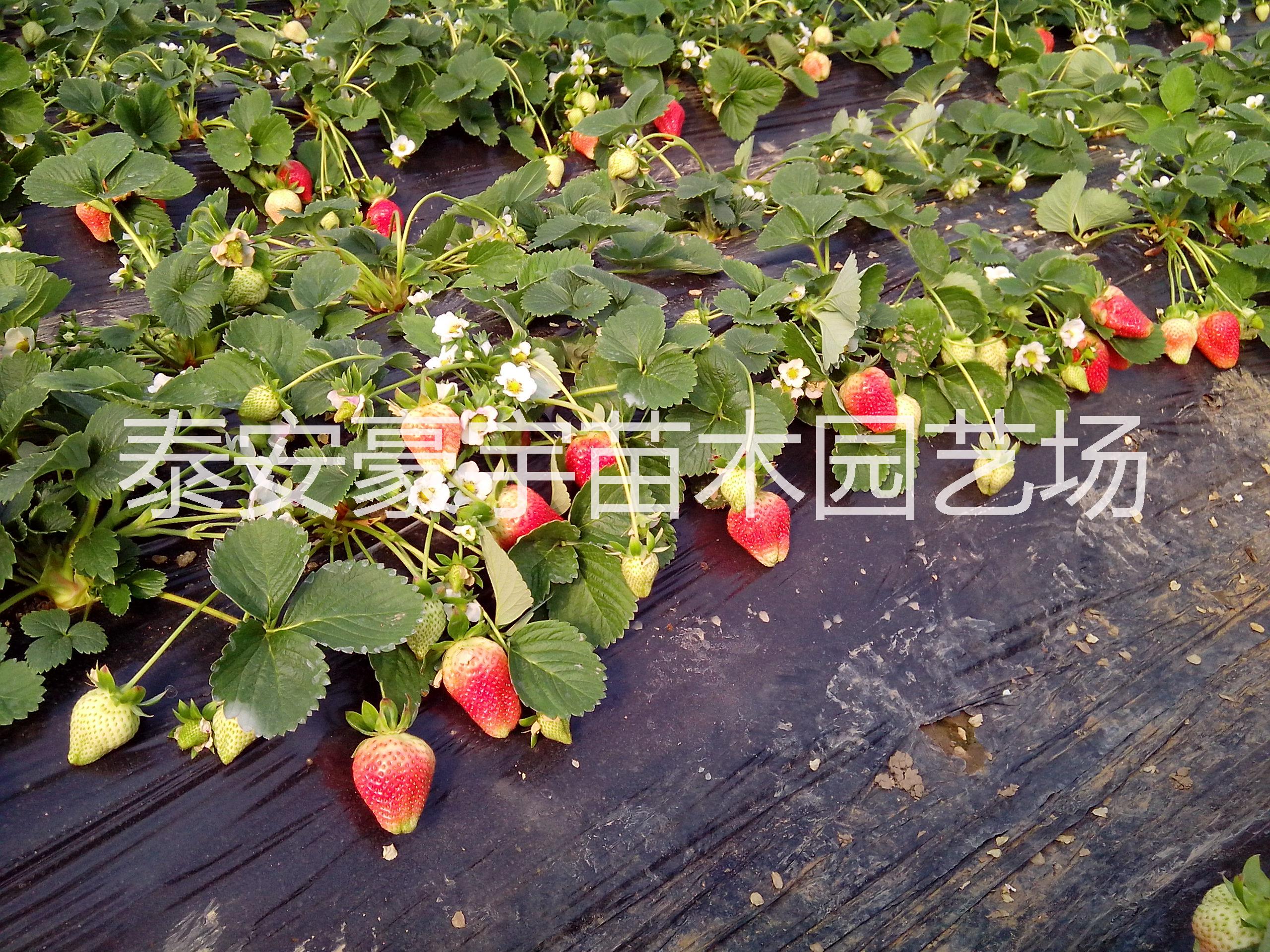 大量供应草莓苗供应用于种植的大量供应草莓苗（丰香、法兰地、红颜、章姬、甜查理、甜宝等）