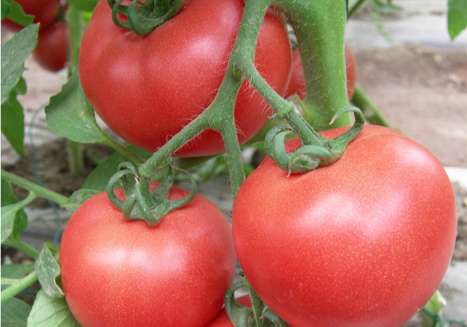 供应西红柿，山西西红柿销售，西红柿批发，西红柿价格图片