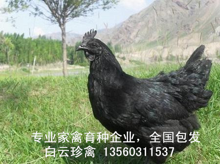 供应用于种苗的乌鸡苗价格行情，种鸡场诚招乌鸡苗图片