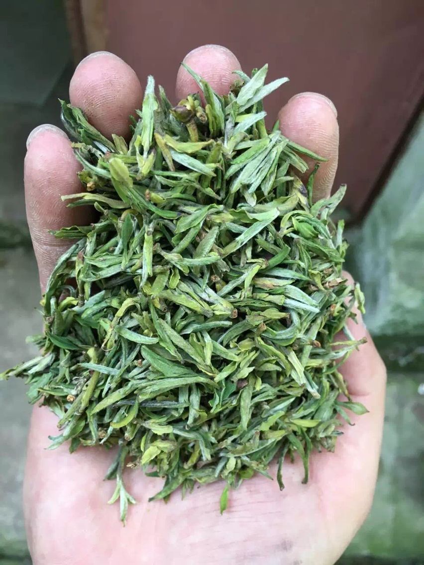 供应高山野生绿茶信阳毛尖纯生态绿茶茶