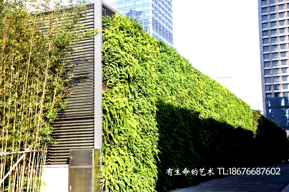 深圳市深圳垂直绿化植物墙厂家供应深圳垂直绿化植物墙