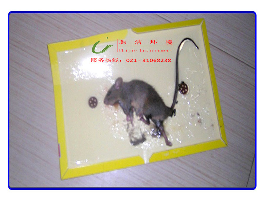 供应上海灭鼠公司找驰洁环境专业