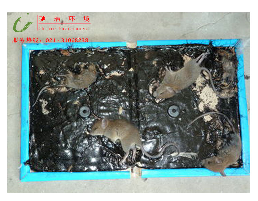 供应上海专业灭鼠公司
