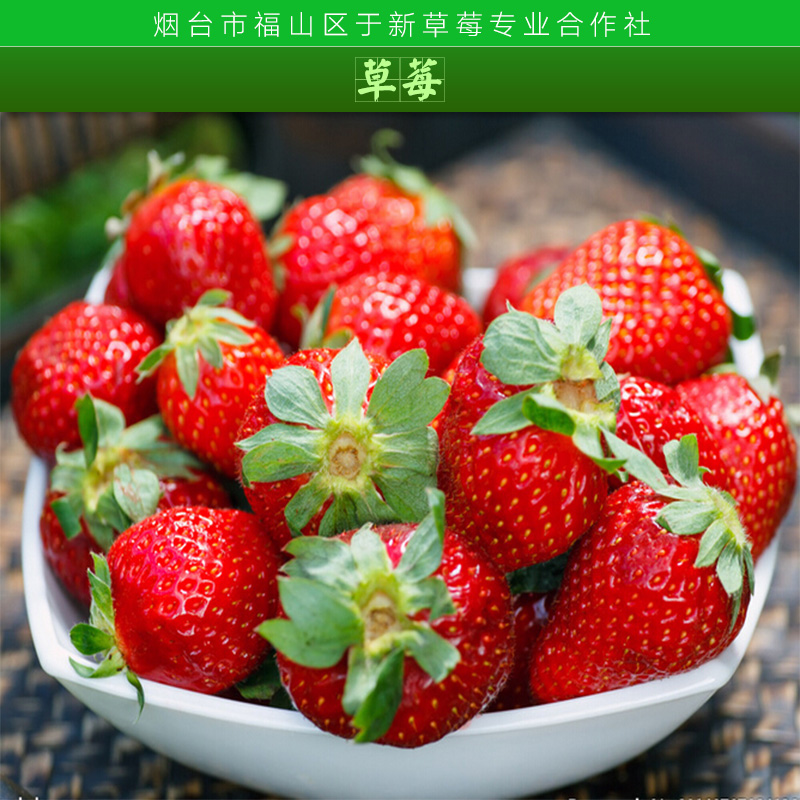供应草莓 冰冻草莓 冷冻草莓 速冻草莓 新鲜草莓 草莓苗