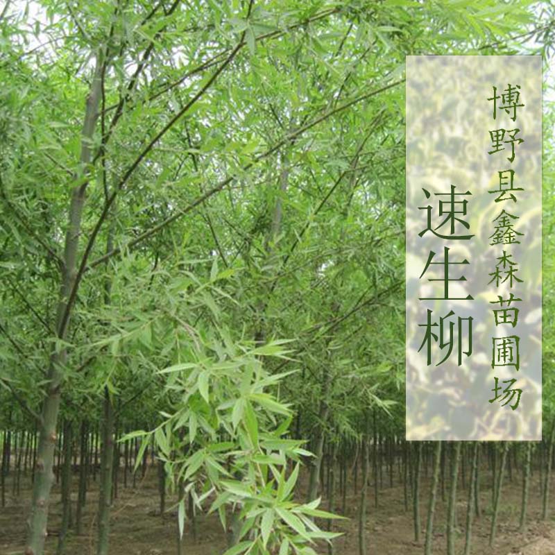 供应鑫森速生柳 园林植物批发 速生柳基地 速生柳柳树苗报价