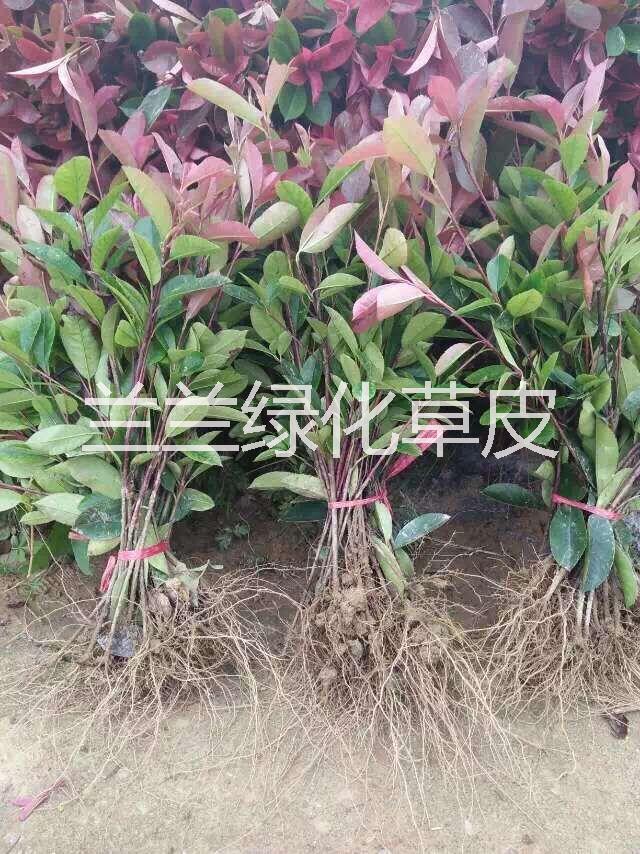 郴州市红花继木小苗厂家