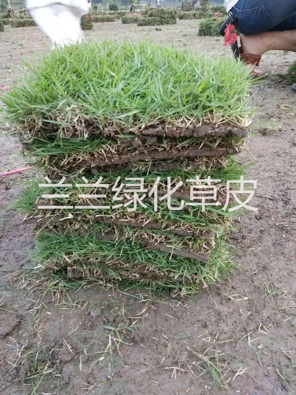 供应用于绿化的绿化草皮