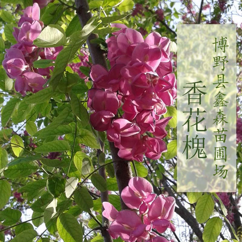 供应鑫森香花槐 绿化景观苗木 香花槐种子供应 香花槐报价