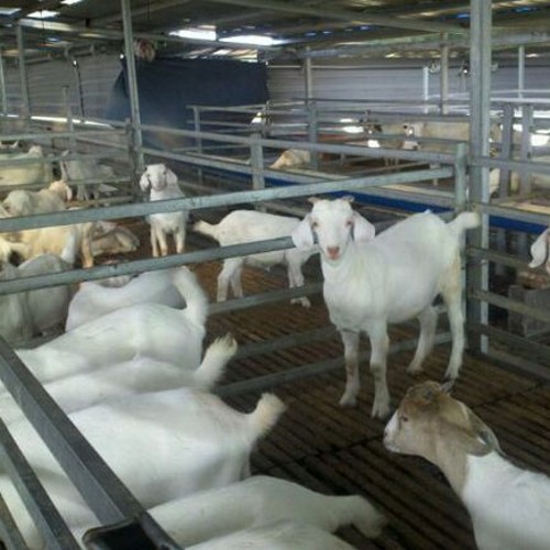山东齐天种羊厂供应用于繁殖的母羊