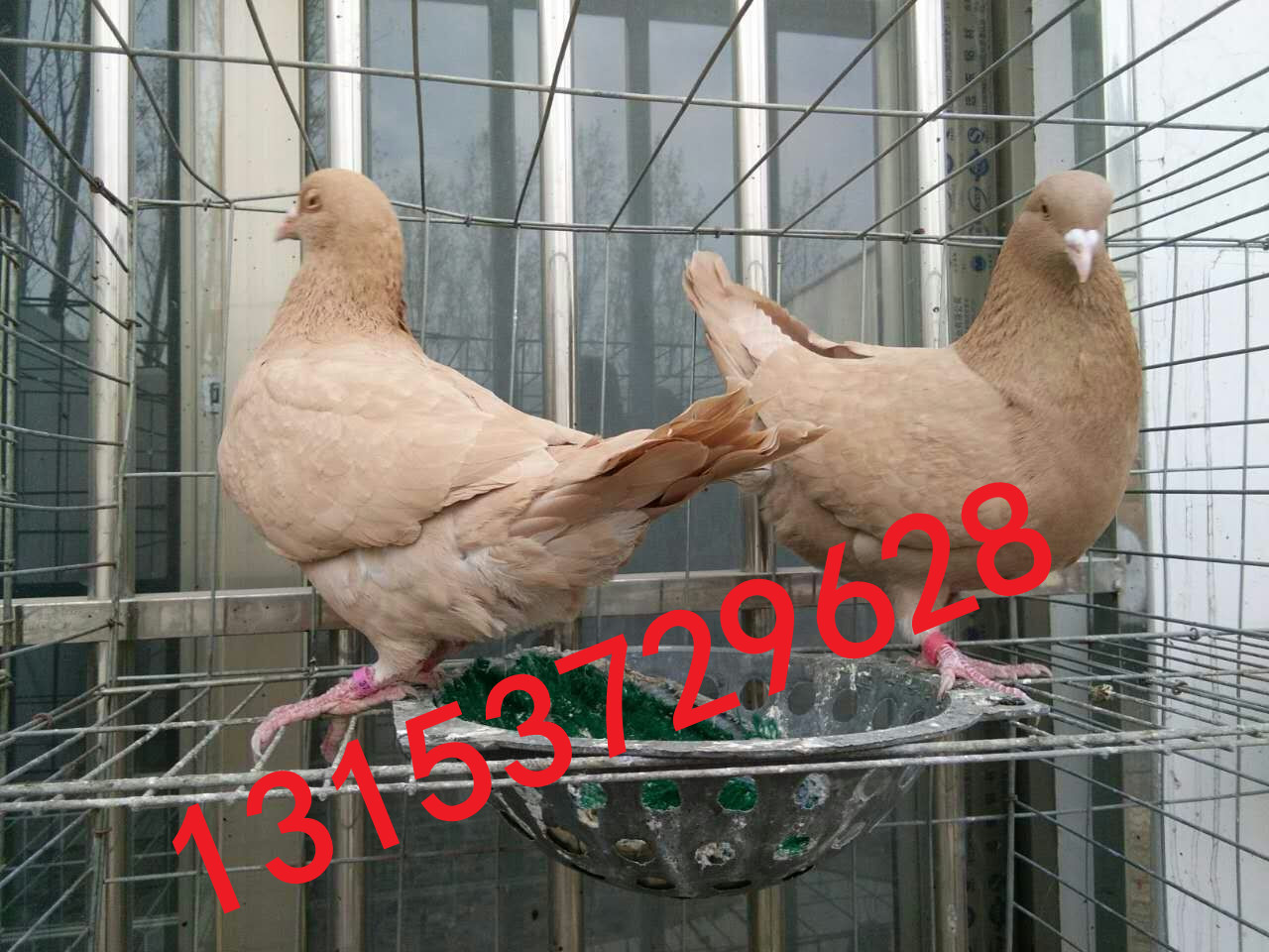 供应山东养殖肉鸽图片