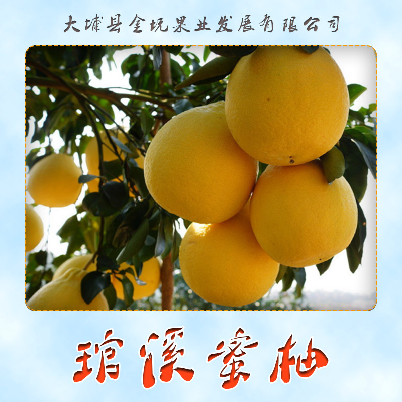 供应用于柚子的琯溪蜜柚批发  平和管溪蜜图片
