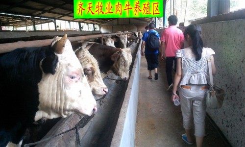 菏泽市牛的品种厂家供应用于养殖的外国牛品种 哪里有外国牛品种小牛犊出售 牛的品种