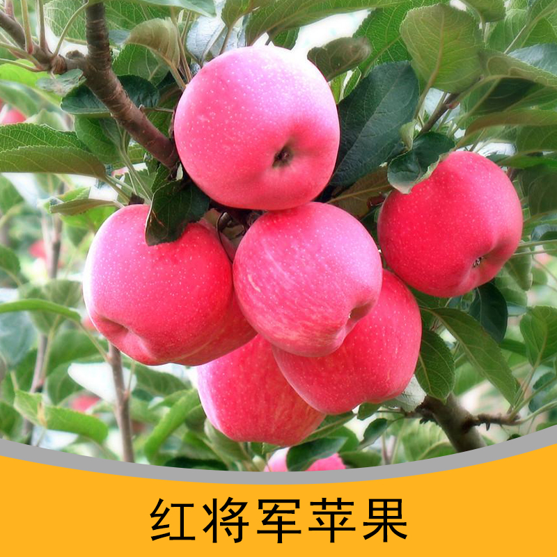 惠农水果合作社供应红将军苹果、早熟红富士原生态苹果|绿色无公害苹果