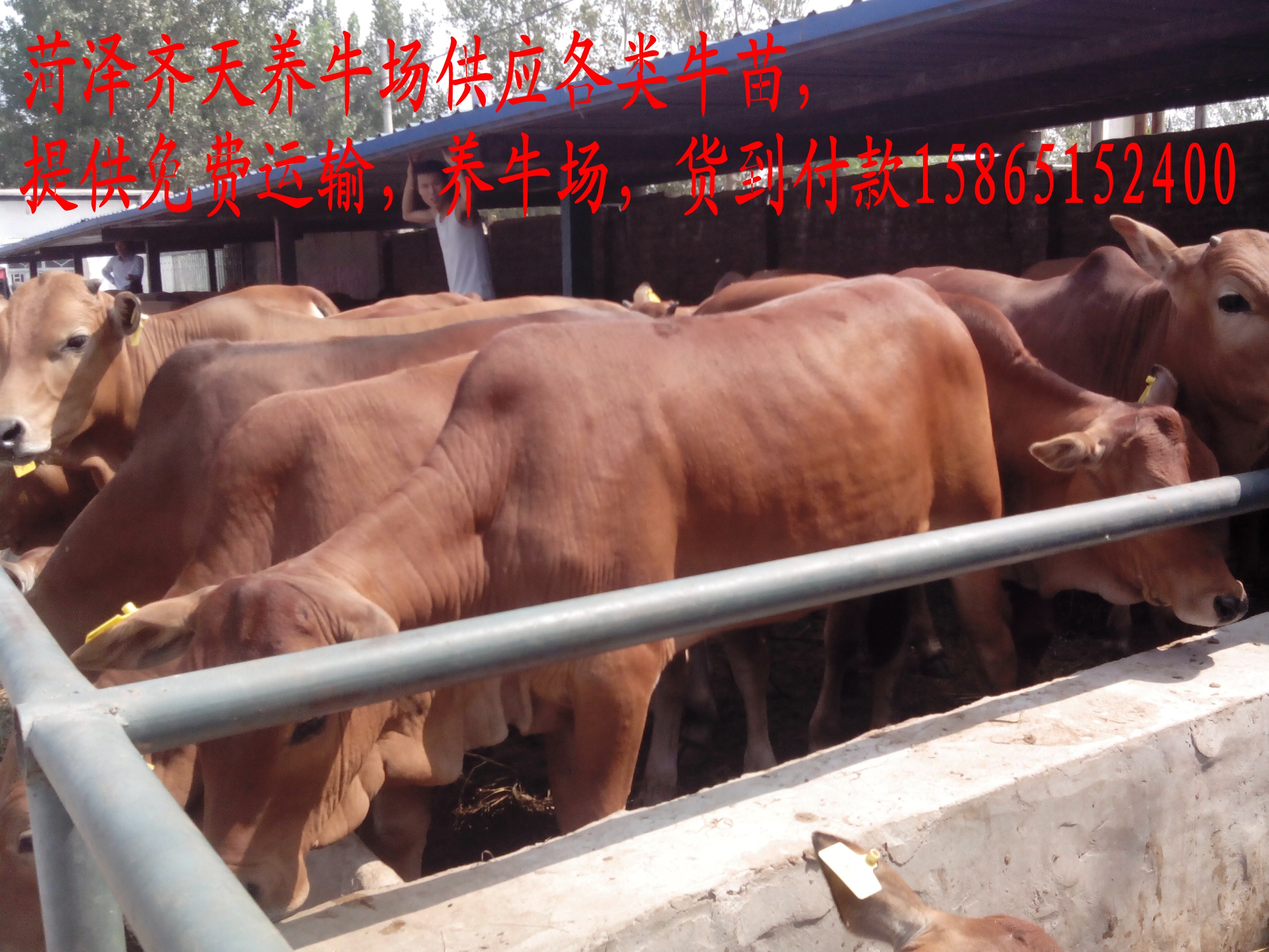 供应用于养殖的外国牛品种哪里有外国牛品种小牛犊出售牛的品种图片