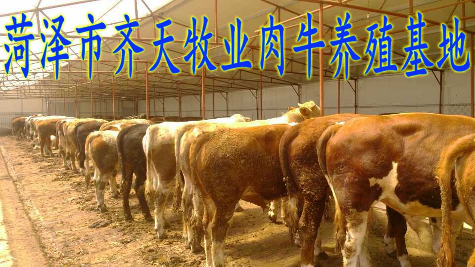 哪里有大型养牛场出售繁殖种母牛小牛种图片