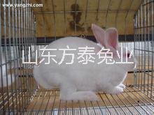 供应獭兔养殖行情獭兔养殖技术獭兔养殖图片
