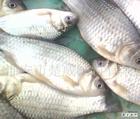 上海鱼苗批发价格，鱼苗养殖，鱼苗