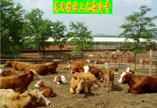 牛的品种供应用于养殖的外国牛品种 哪里有外国牛品种小牛犊出售 牛的品种