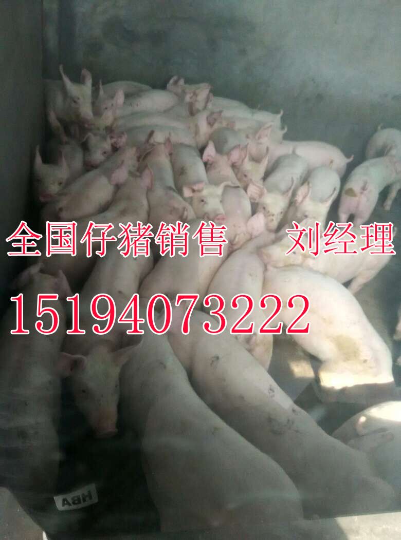 常年出售10-60公斤仔猪批发
