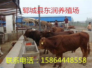 供应用于肉牛的改良鲁西黄肉牛犊价格图片