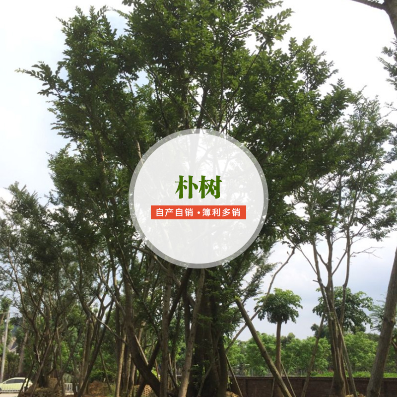 供应朴树 朴树栽培技术 朴树供应商 朴树种植基地 朴树报价