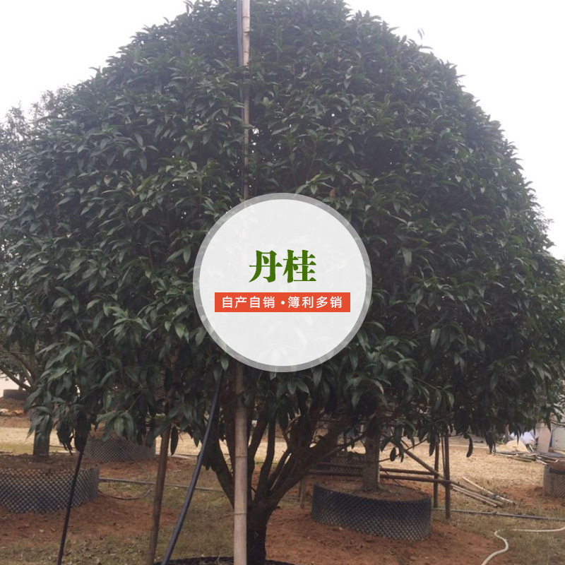 供应丹桂供应商 丹桂种植要求 丹桂厂家直销 景观丹桂