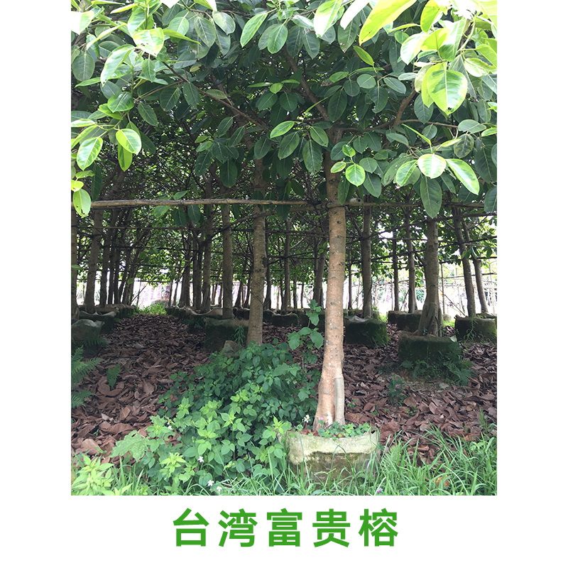 广西台湾富贵榕种植基地，各种优质的台湾富贵榕批发，大量供应富贵榕