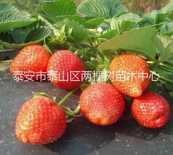 草莓苗，大量供应，山东草莓苗