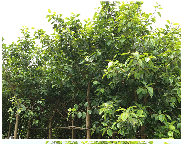 广西台湾富贵榕种植基地，各种优质的台湾富贵榕批发，大量供应富贵榕