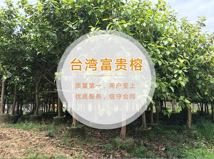 广西台湾富贵榕种植基地，各种优质的台湾富贵榕批发，大量供应富贵榕