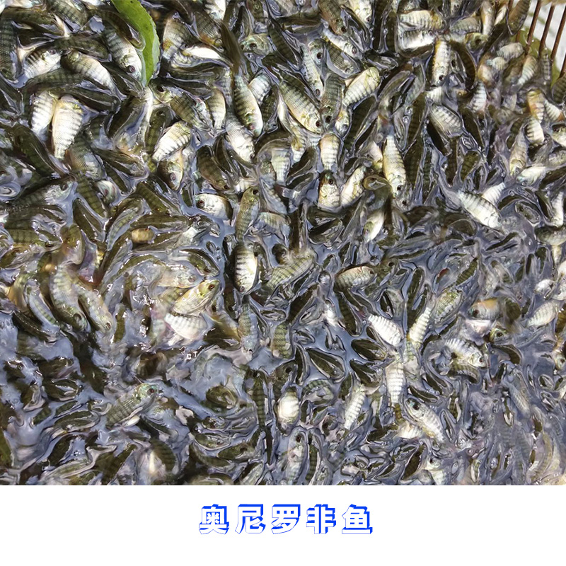 广东奥尼罗非鱼批发价格 奥尼罗非鱼哪里有卖 奥尼罗非鱼多少钱