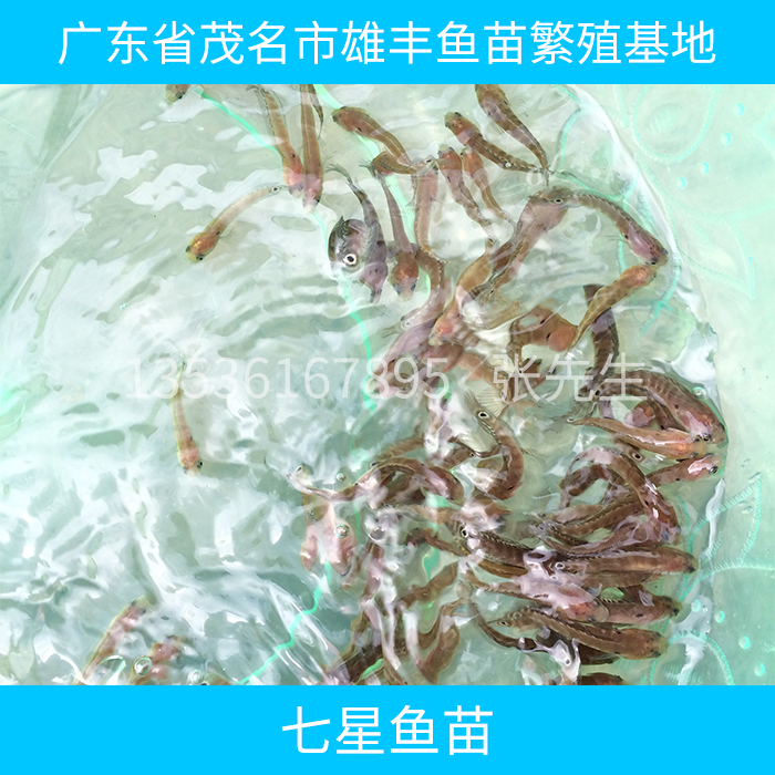 【雄丰渔业】供应台山七星鱼苗价格|开平白鲳鱼苗养殖基地