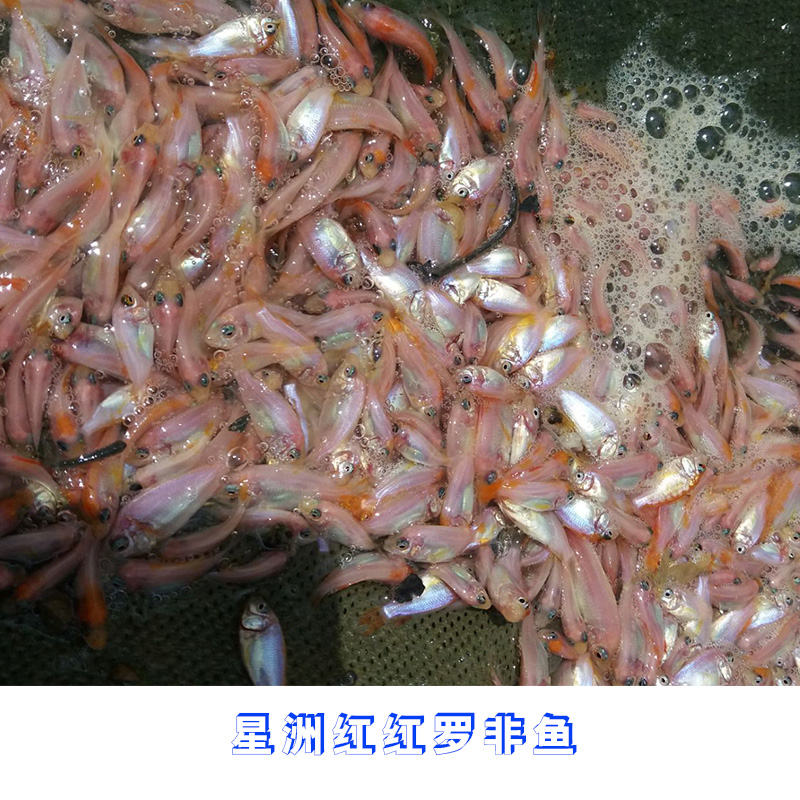 广东星洲红罗非鱼哪里有卖 罗非鱼批发价格 罗非鱼苗种