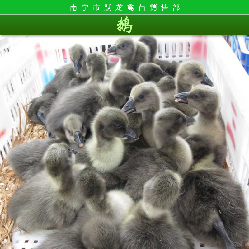 供应孵化鹅 孵化鹅苗 鹅苗报价 鹅苗厂家直销  鹅苗销售中心图片
