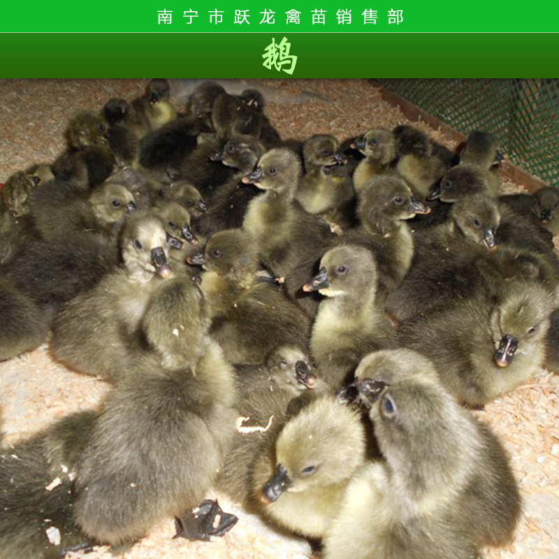 供应孵化鹅 孵化鹅苗 鹅苗报价 鹅苗厂家直销  鹅苗销售中心图片
