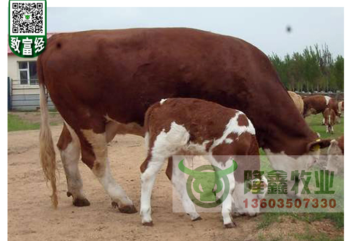 供应用于繁殖|育肥|养殖的西门塔尔价格肉牛养殖
