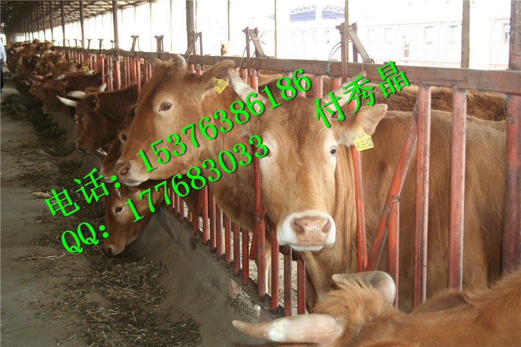供应肉牛益生菌厂家直销降低氨臭图片
