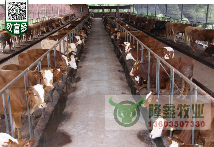 供应用于育肥|繁殖|养殖的宁夏西门塔尔肉牛犊图片