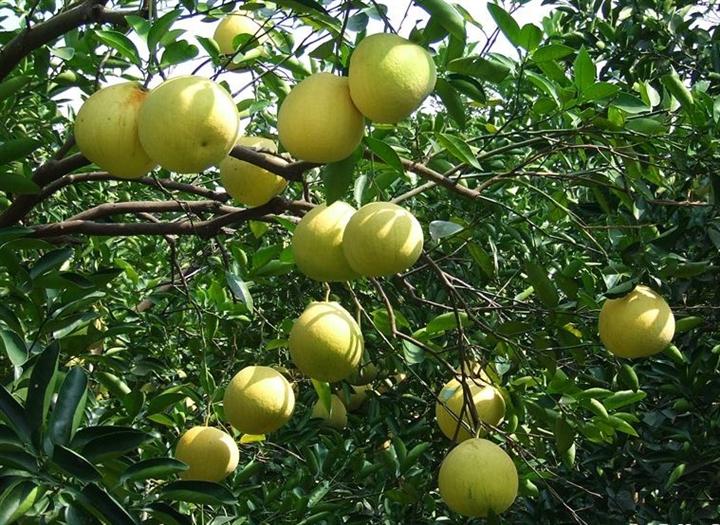 供应用于种植的柚子苗