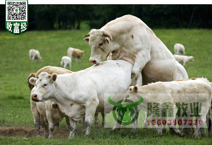 供应用于繁殖|育肥|养殖的西门塔尔价格肉牛养殖