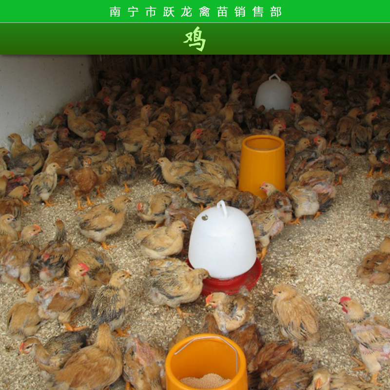 南宁市孵化鸡苗厂家供应孵化鸡苗 鸡苗厂家直销 鸡苗养殖技术 鸡苗销售中心