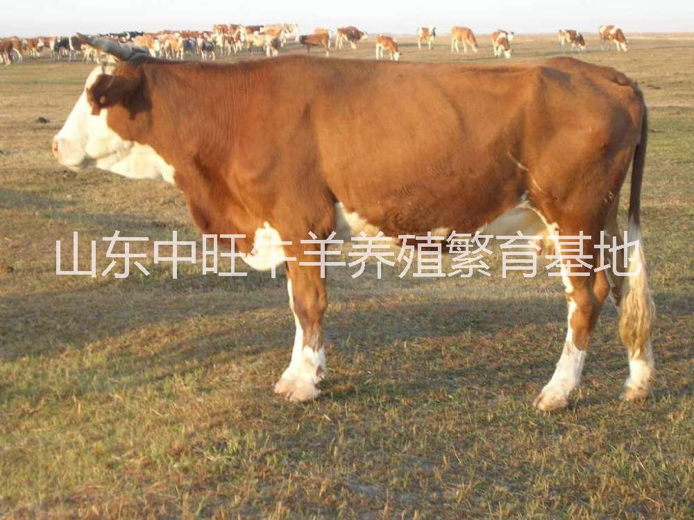 广东西门塔尔肉牛养殖基地，广东哪里有西门塔尔肉牛育苗养殖场图片