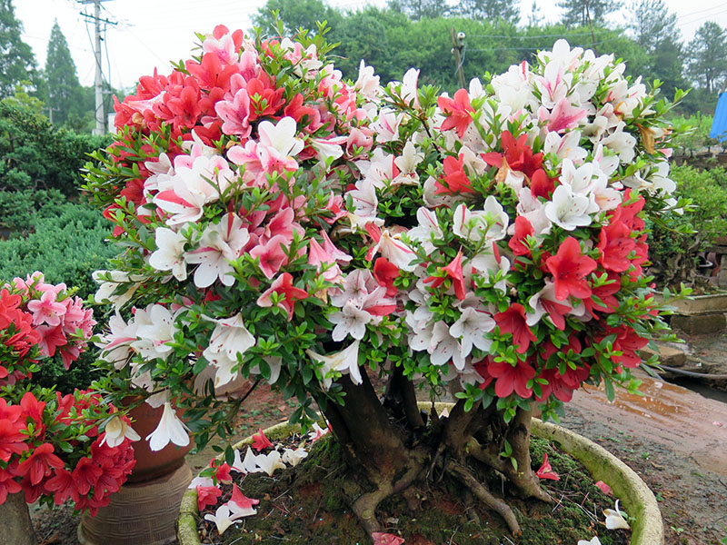 供应彩鹃古桩油茶嫁接茶花全国承接杜鹃嫁接技术吴氏茶花园含笑基地茶梅基地桂花基地图片