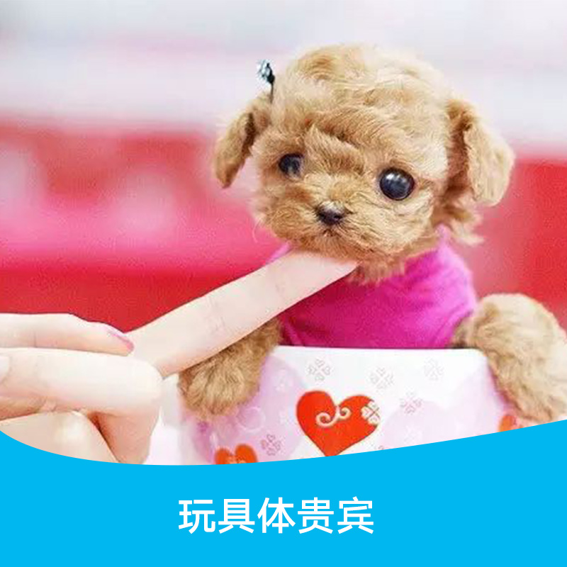 玩具型贵宾，广州花都哪里有棕色泰迪买