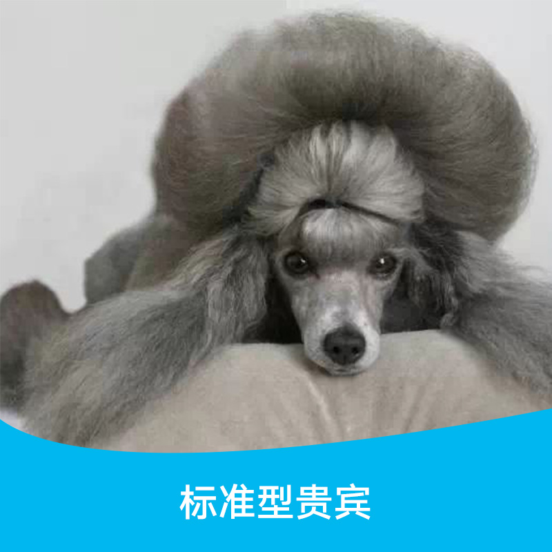 贵兵犬哪里有卖，广州花都哪里有宠物犬可以买，贵兵犬多少钱