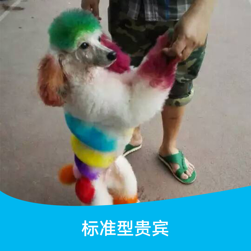 贵兵犬哪里有卖，广州花都哪里有宠物犬可以买，贵兵犬多少钱