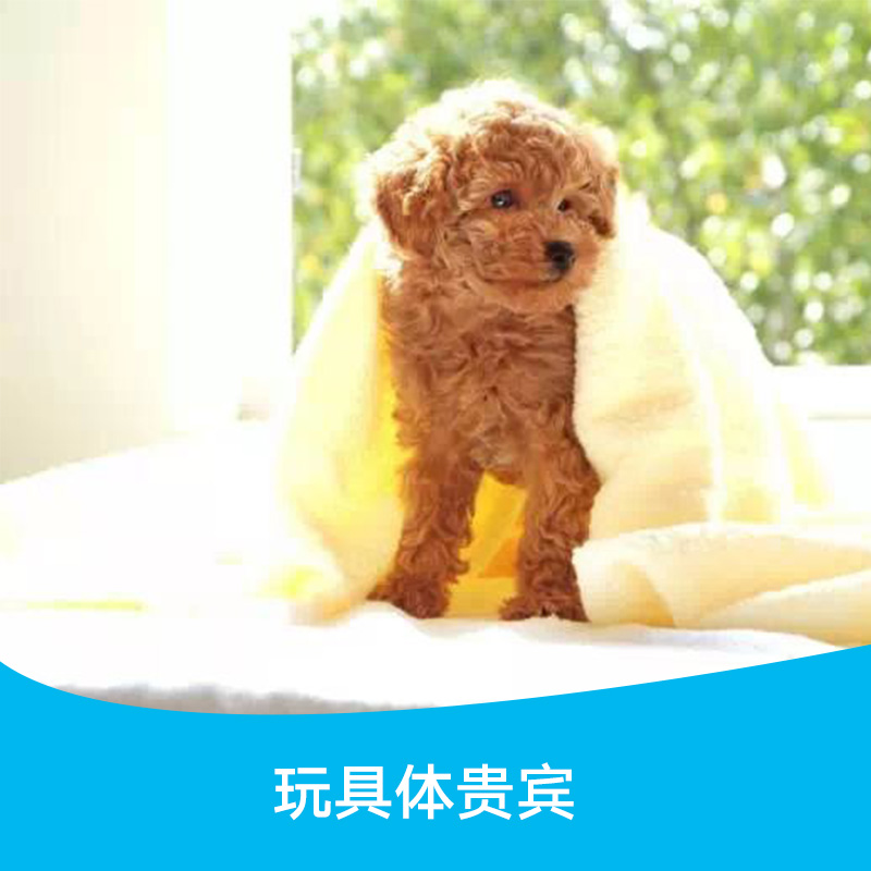 广州哪里可以买泰迪犬，泰迪犬价格，广州泰迪犬，泰迪犬报价