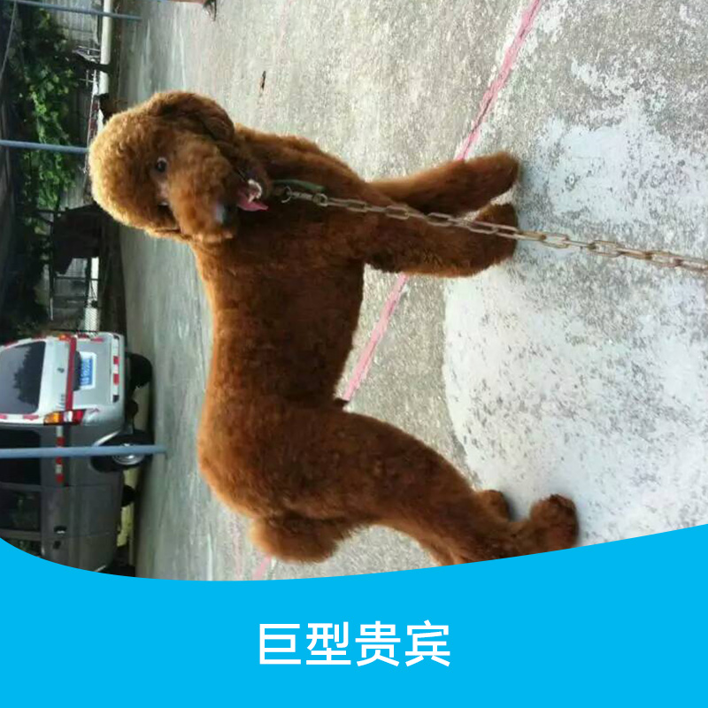 巨型贵宾犬，巨型贵宾犬报价，广州花都巨型贵宾犬多少钱